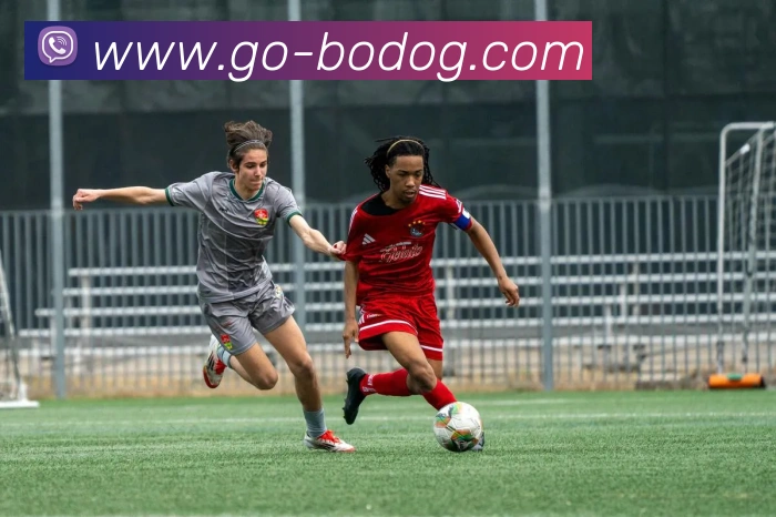 博狗娱乐平台生态图